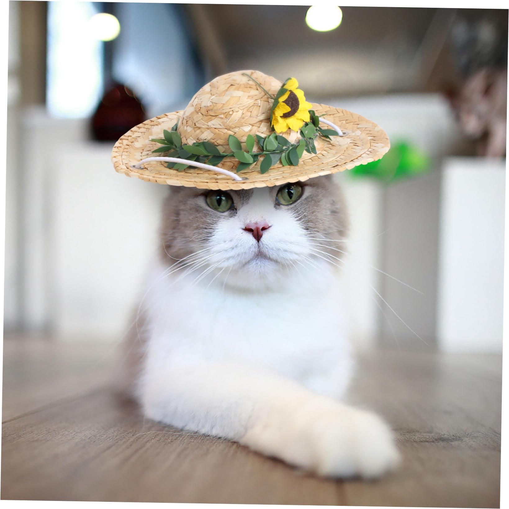 Amazon.co.jp: BELLIFFY 夏休みの写真撮影 や 日常のペットドレス